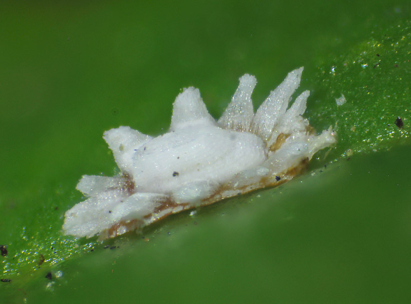 Ceroplastes ceriferus?  S, stadio giovanile